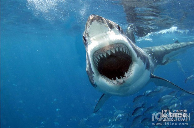 索尼将拍鲨鱼题材惊悚片6位数价格买剧本 惊天