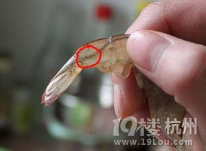 怀孕初期可以吃虾吗?孕妇吃虾注意事项!-准妈