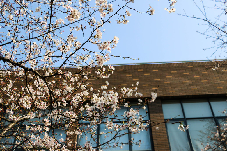 漫天樱花雨-浙大玉泉校区-风景照-19摄区-杭州