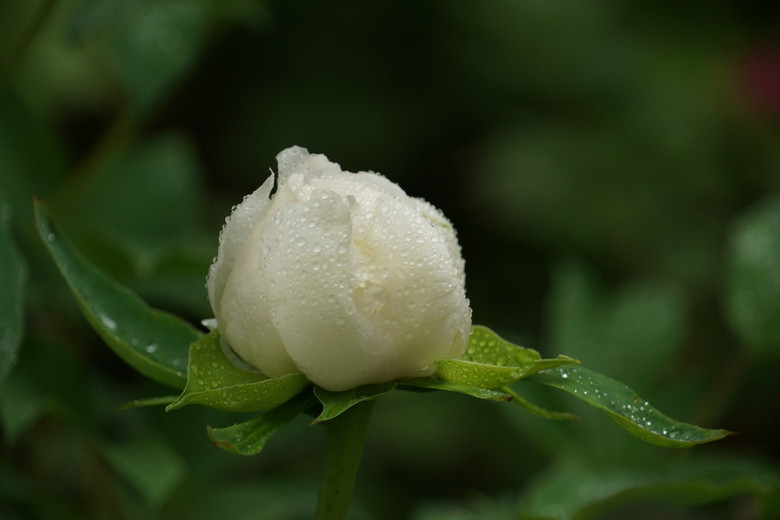 雨中的牡丹