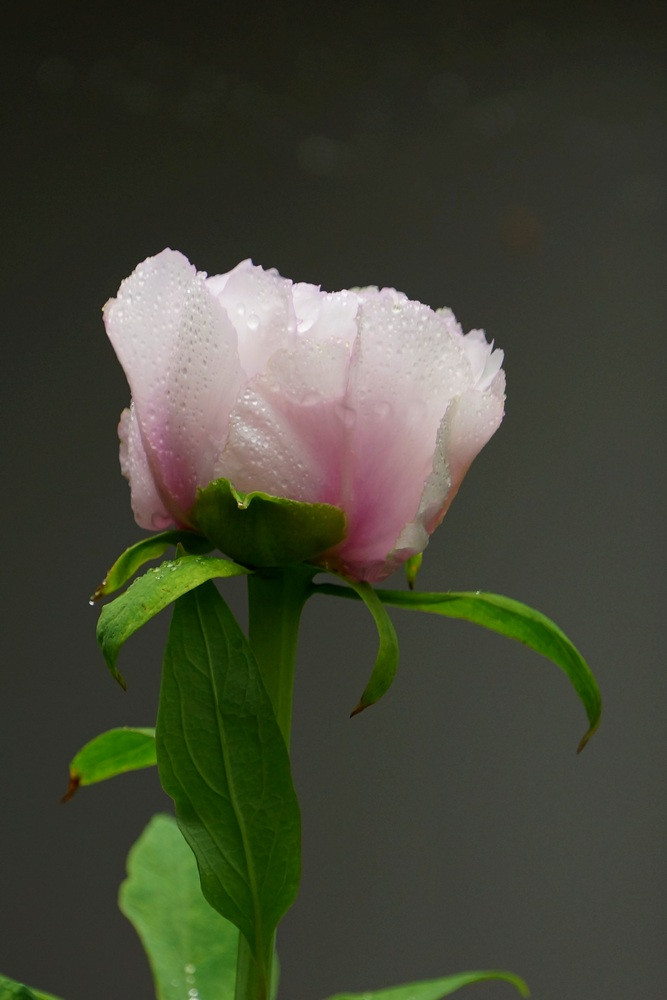 雨中的牡丹
