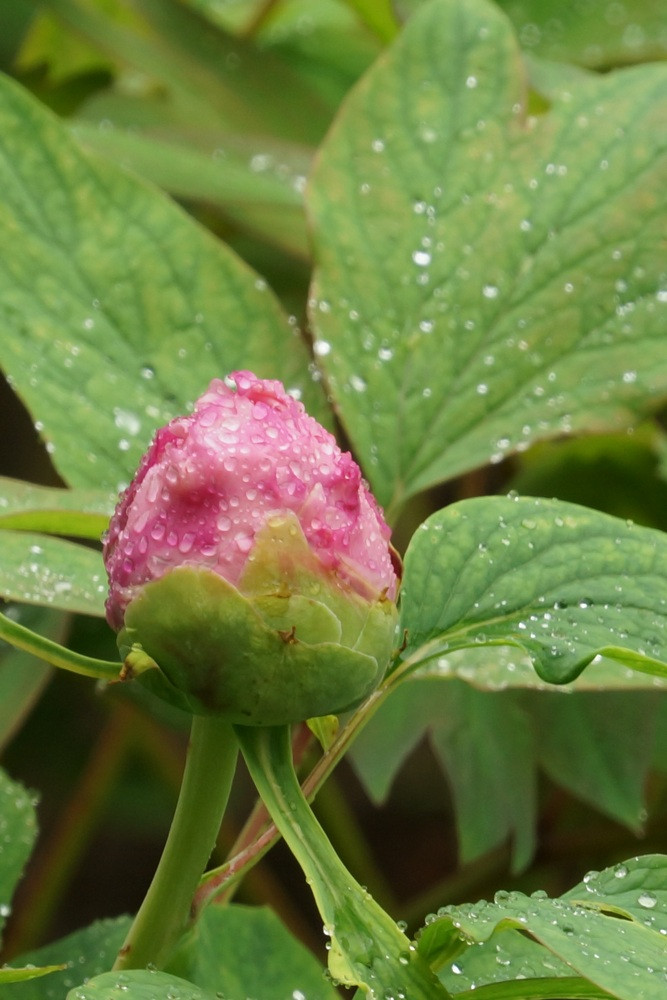 雨中的牡丹