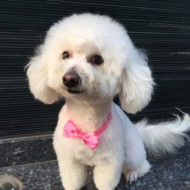 寻狗启事:我家妞妞，白色比熊，两岁小母狗