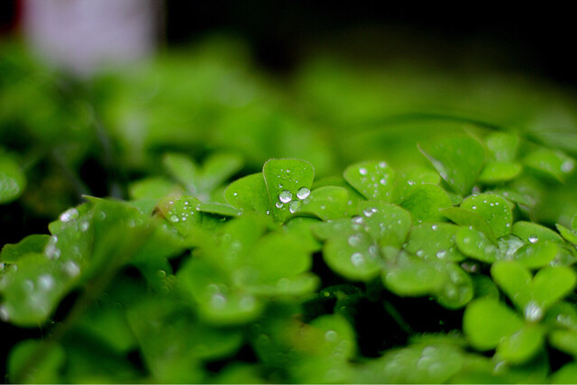 春雨绵绵,一夜暴雨吹落盛开的花…-19摄区-杭州