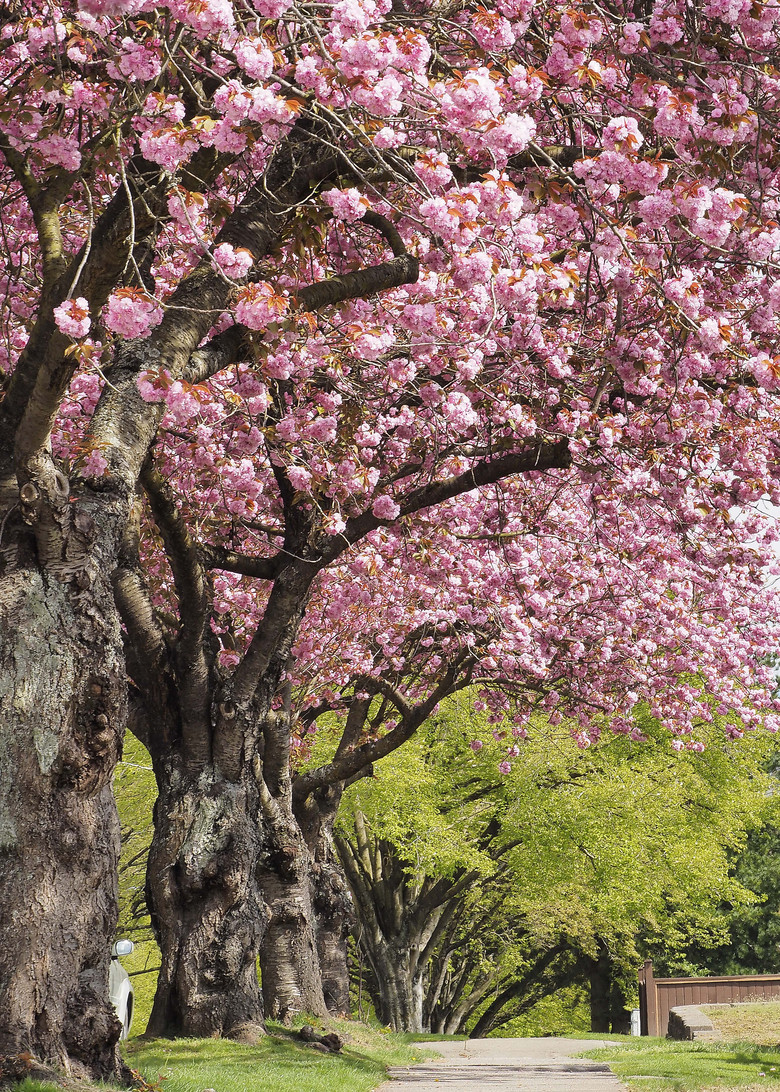 姗姗来迟的关山樱-边走边拍-边走边拍-杭州19