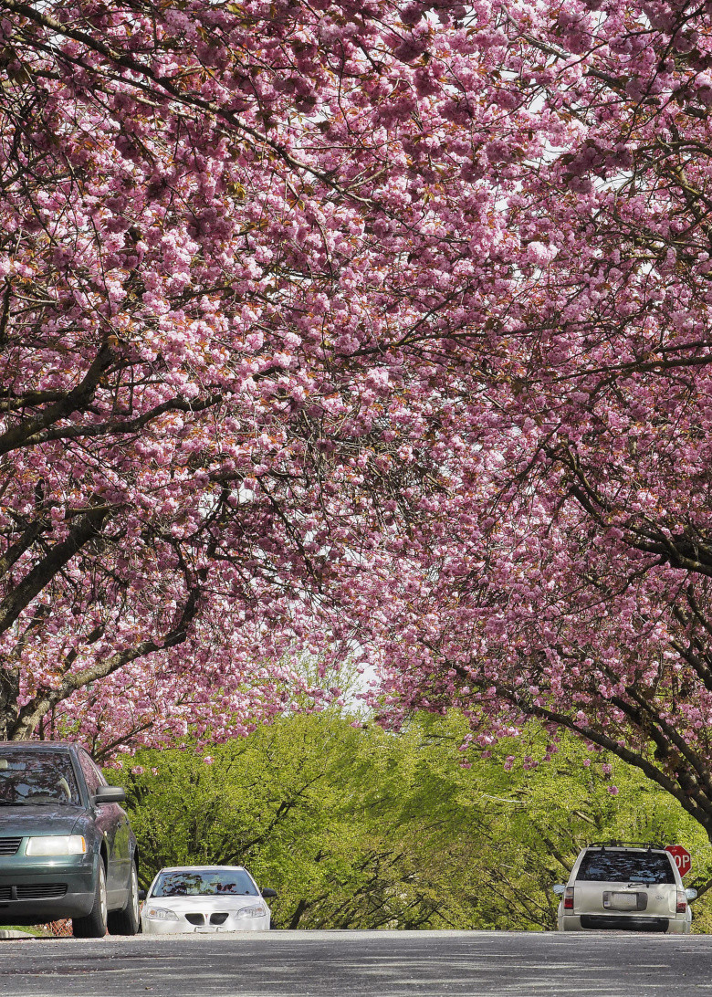 姗姗来迟的关山樱-边走边拍-边走边拍-杭州19