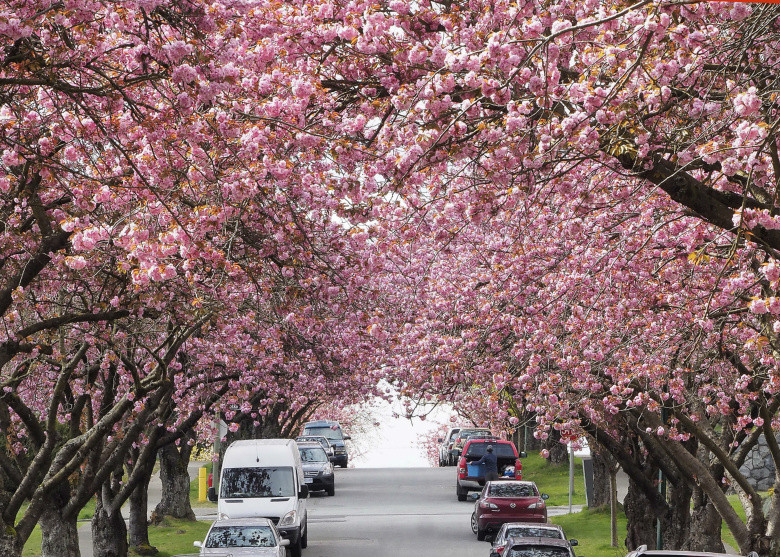 姗姗来迟的关山樱-边走边拍-边走边拍-杭州19