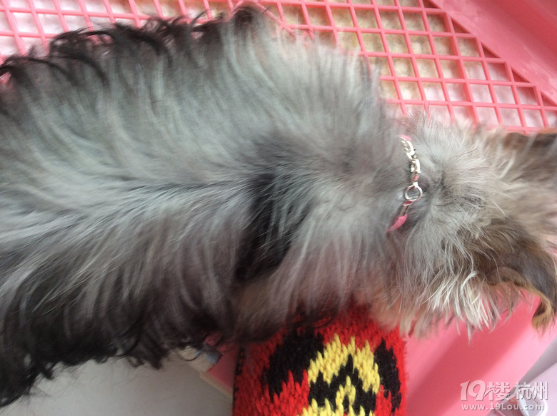 杭州惠佳宠物医院医生在线回答发帖格式