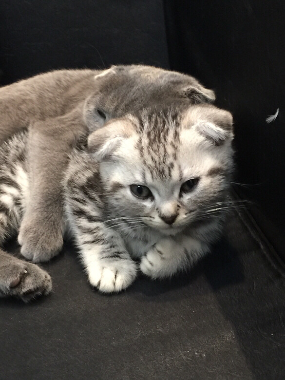 喵姐姐和喵妹妹好有爱哦!