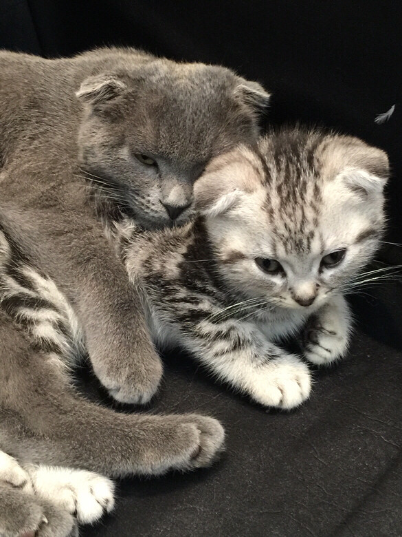 喵姐姐和喵妹妹好有爱哦!