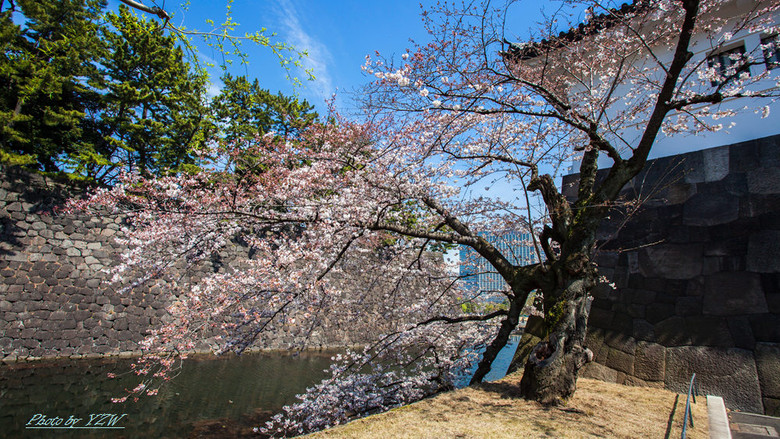 樱花季日本行--东京日比谷公园-边走边拍-边走