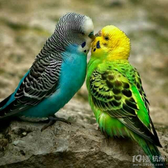 外地离异女征婚,非诚勿扰,跟前夫性格不合-离异