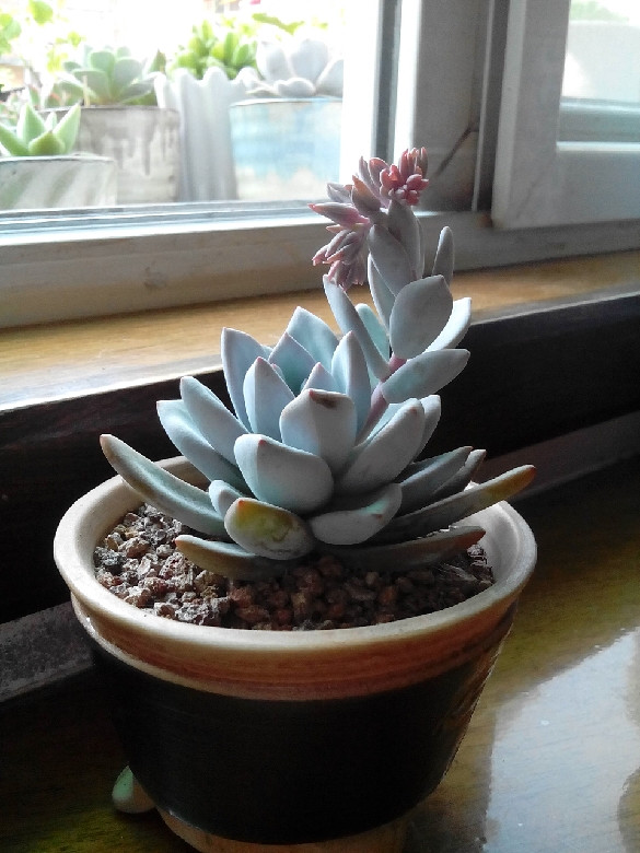 霜之朝、丽娜莲、吉娃娃~~