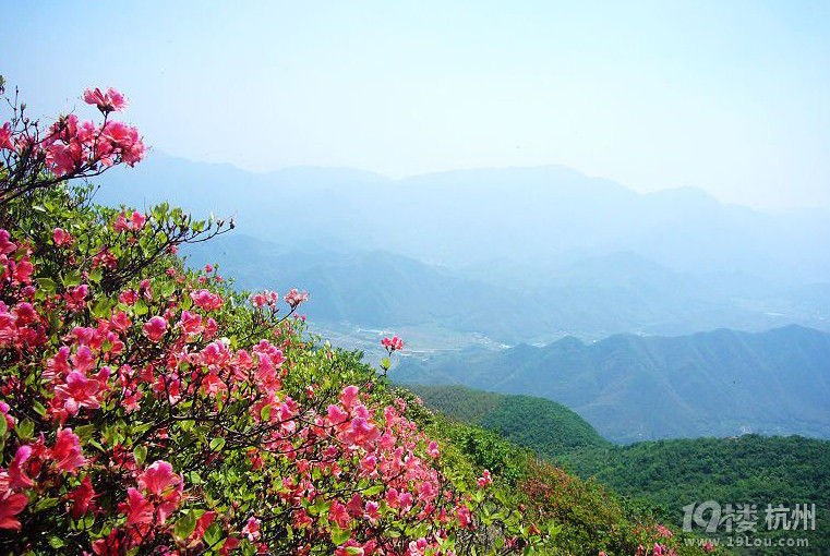 周末登鸬鸟山最美杜鹃花花期等你去发现最后一批哦