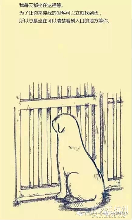 《一条狗的故事》-爱宠分享-家有宠物-杭州19