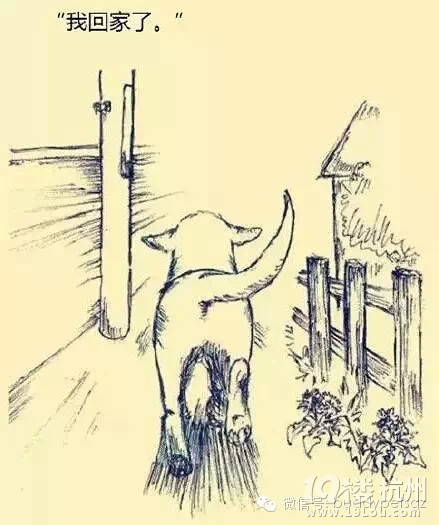 《一条狗的故事》-爱宠分享-家有宠物-杭州19