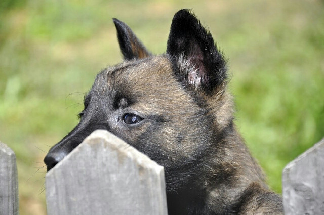 公安部工作犬协会2012昆明展冠军的后代