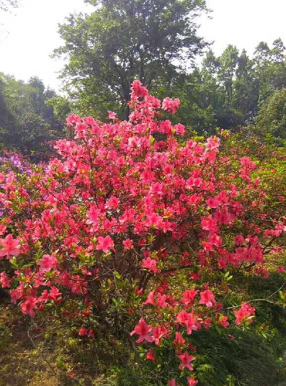 植物园杜鹃花