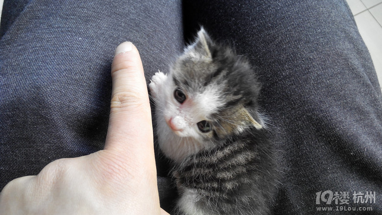 求助:只有一个月大的小乳猫已经四天没有大便