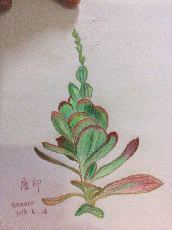 彩鉛畫，有心情的時候就畫一下