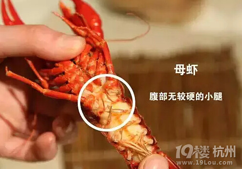 這才是吃龍蝦的正確姿勢！吃貨必備！