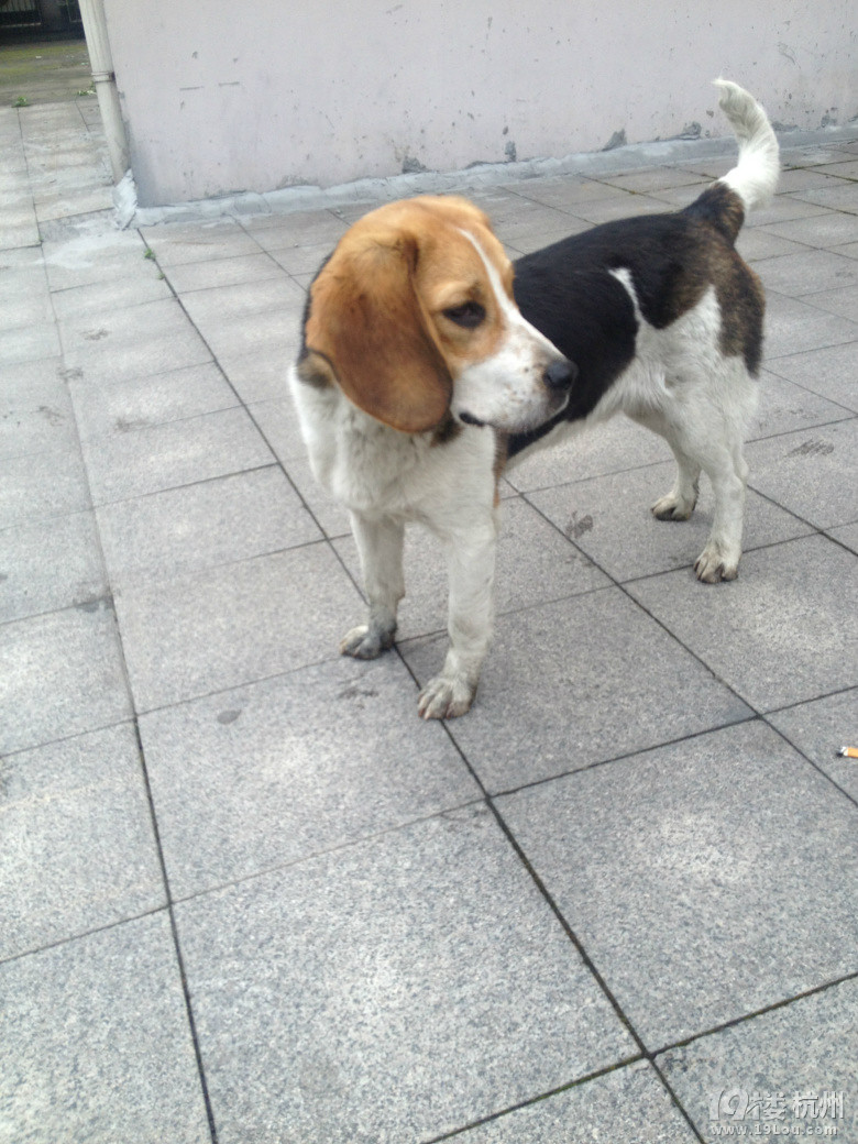 谁家的猎兔犬走丢了,主人在哪快来领。-寻宠启