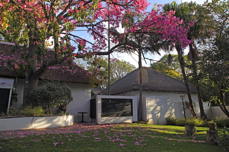 南非的大红花树分享-祝大家五一节快乐!-风景