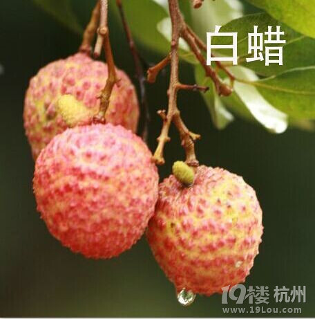 教你如何辨别高州荔枝品种-营养食谱-饮食养生-杭州19楼