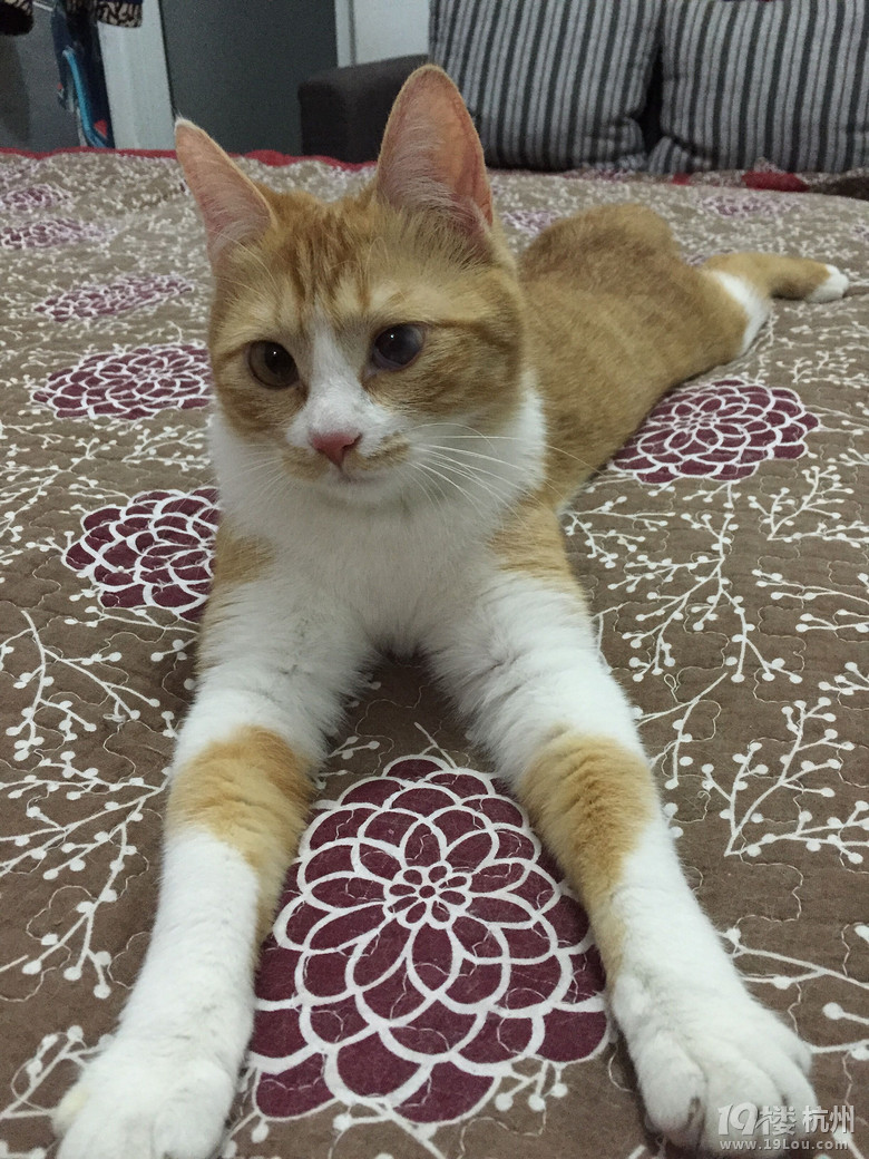 八个月巨蟹座女生猫咪,求收养-家有宠物-杭州1