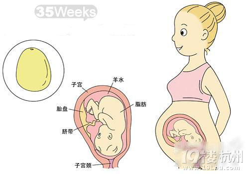 孕35周注意事项-孕晚期(29-40周)-准妈妈论坛-