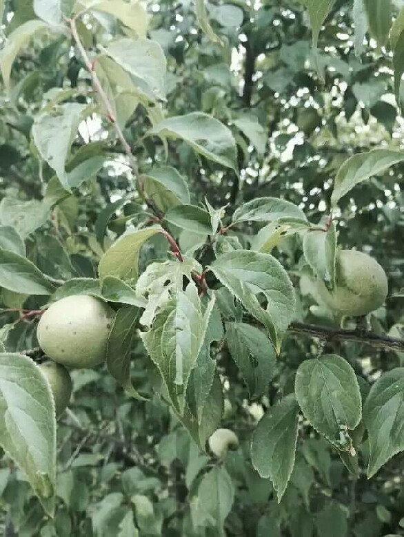 偏远农村绿色无公-新人爆照-杭州19楼