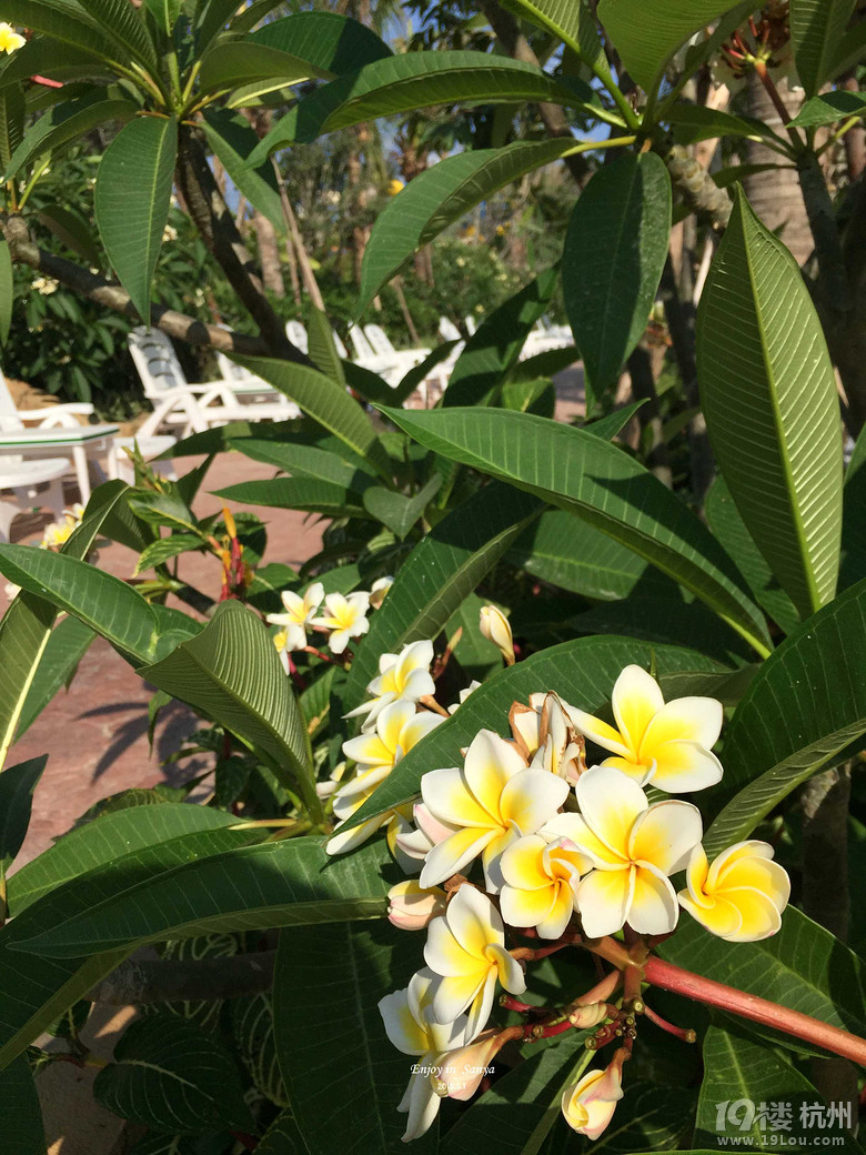 【五月去哪儿】三亚印象·一场爱与美食的旅行