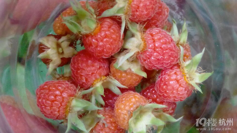 Tǰɽϵţ̡ӡ