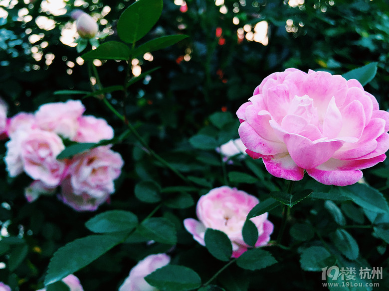 ֙Cĺݡ+һһ