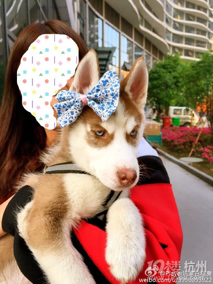 霸道总裁养成记 嘎嘎嘎-爱宠分享-家有宠物-杭