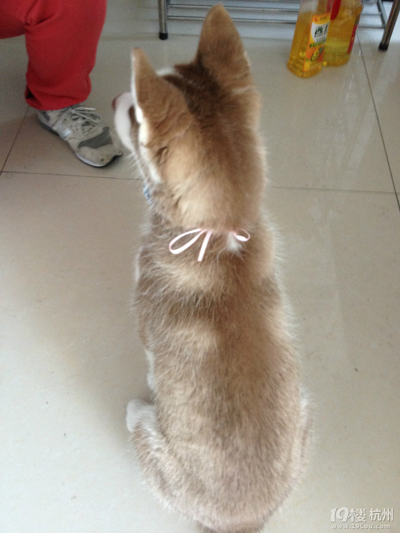 霸道总裁养成记 嘎嘎嘎-爱宠分享-家有宠物-杭