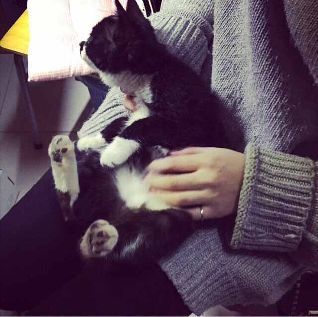 六个多月大公猫很胖的 名字叫拌饭 送猫粮-休闲