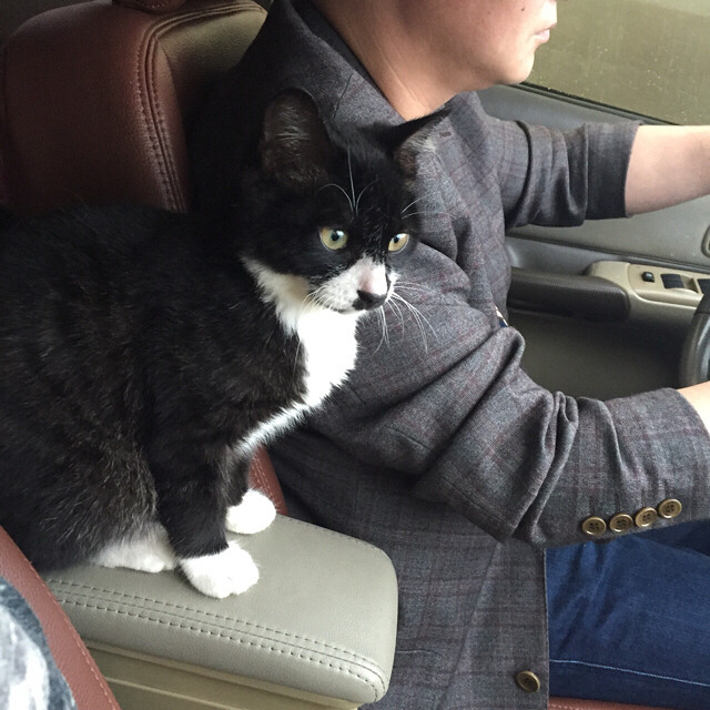 六个多月大公猫很胖的 名字叫拌饭 送猫粮-休闲