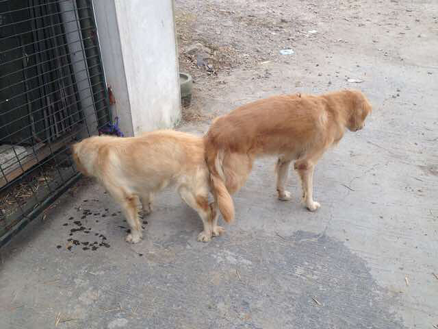 交配十天左右了 这几好像无精打采的 -家有宠物