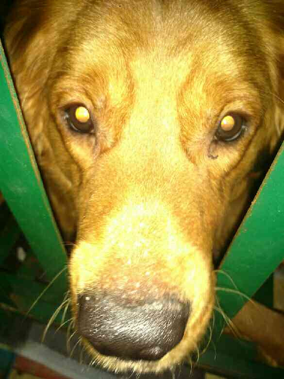 我家狗鼻子了,别人说是过敏。它也不痒也不-家