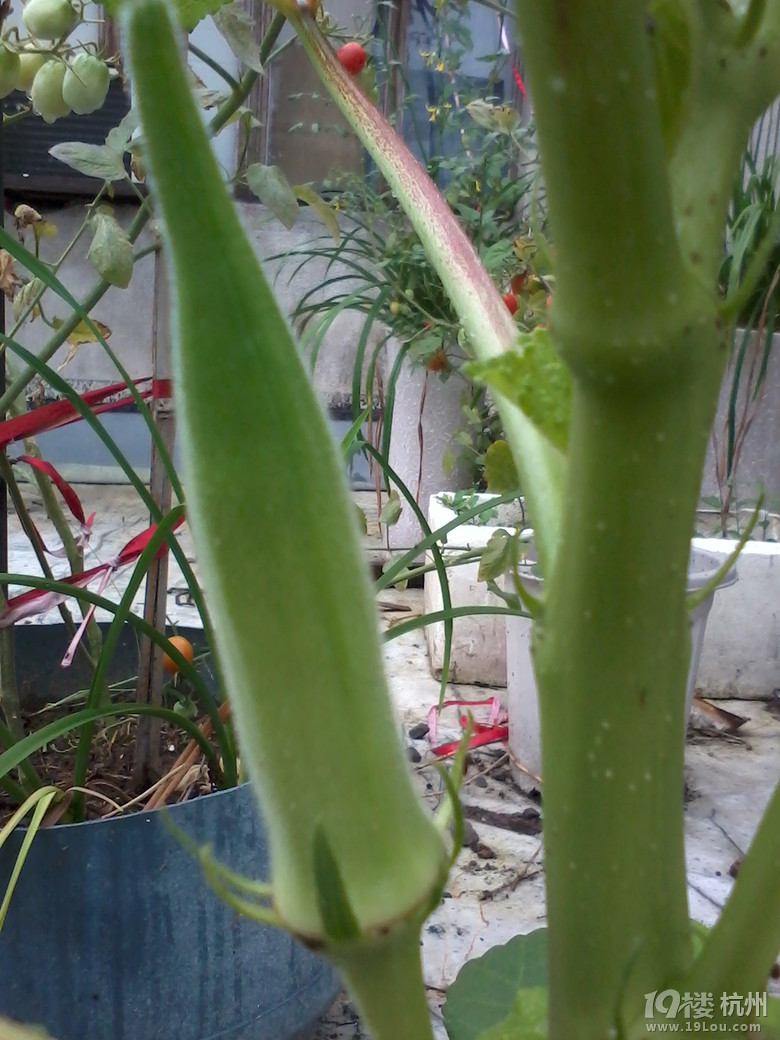 我会种点小花草和蔬果!想问的来问,只要我知道