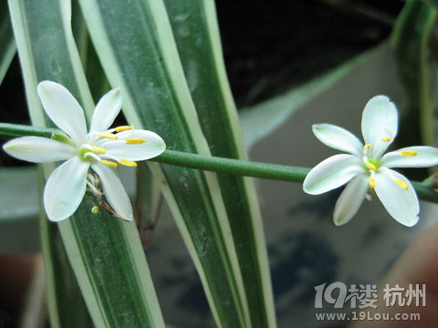 我会种点小花草和蔬果!想问的来问,只要我知道