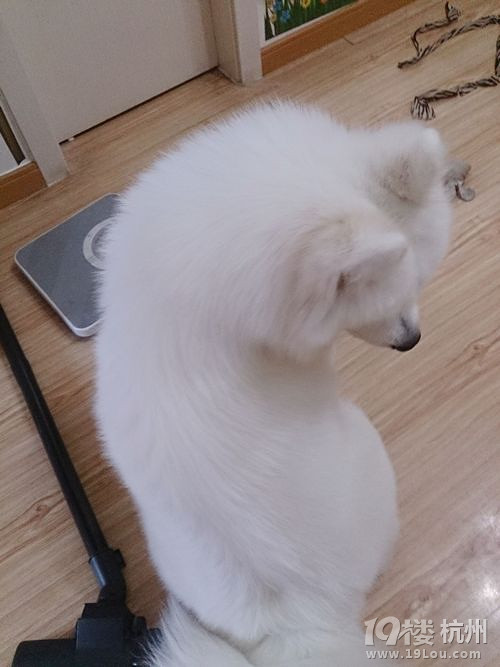 因为心善所以不能赚钱?-爱宠分享-家有宠物-杭