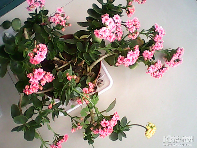 我会种一种叫长寿花的植物,你们有什么要问的