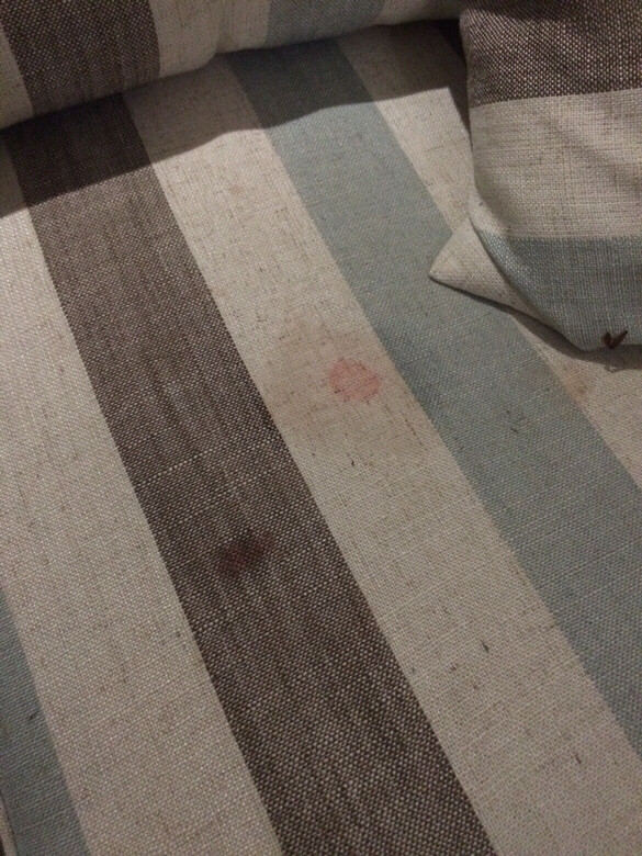 这是猫咪例假来了吗?大概要几天啊,该怎么-家