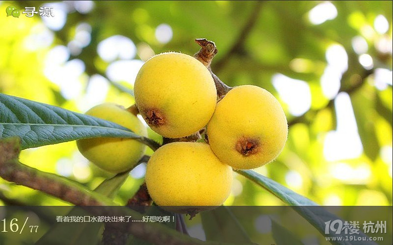 尋源之旅@又是一季枇杷到，我在蘇州東山，不是塘西哦~