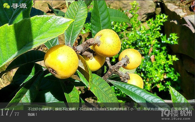 尋源之旅@又是一季枇杷到，我在蘇州東山，不是塘西哦~