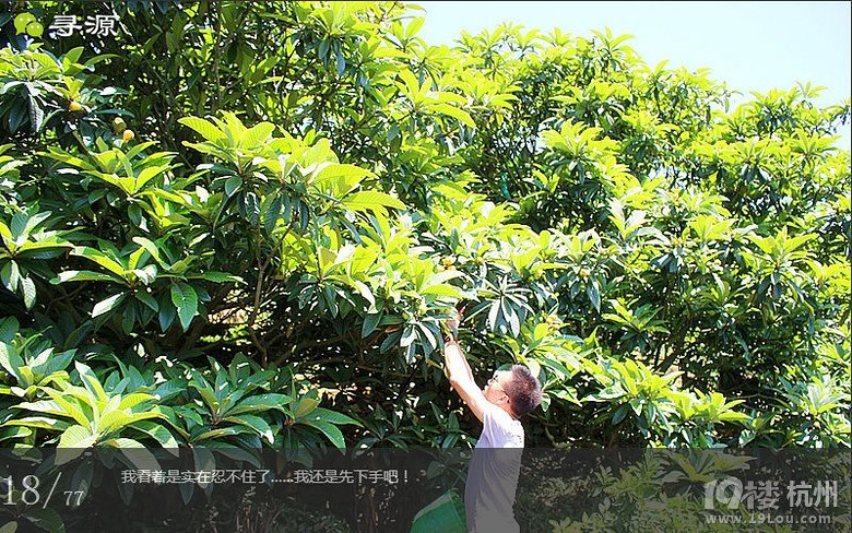尋源之旅@又是一季枇杷到，我在蘇州東山，不是塘西哦~