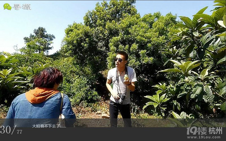 尋源之旅@又是一季枇杷到，我在蘇州東山，不是塘西哦~