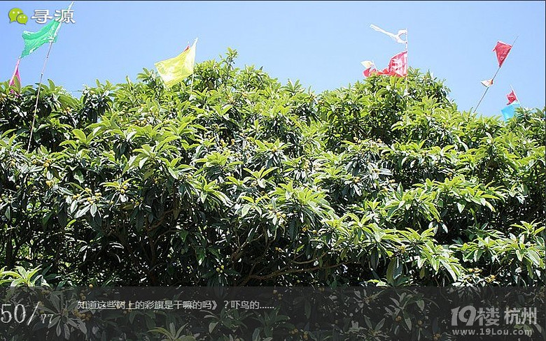 尋源之旅@又是一季枇杷到，我在蘇州東山，不是塘西哦~